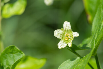 White bryony (bryonia alba) flower
