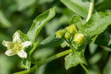 Close up of a white bryony (bryonia alba) flower