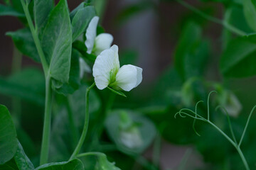 beautiful white pea flower in the garden