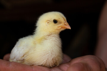 A small yellow chicken in the palm of the hand gets to know the world