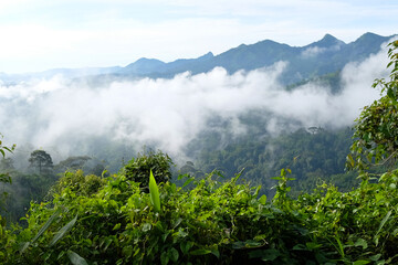 Destination and paradise of the mist and fog in the jungle on the valley mountain. Aerial view of Rainy season in the tropical rainforest in Thailand.