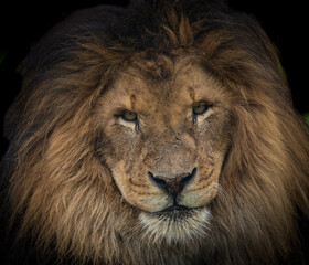 Obraz na płótnie Canvas African male lion portrait