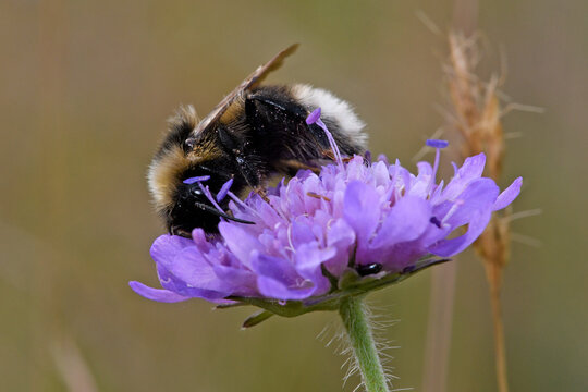 Buff-tailed bumblebee // Dunkle Erdhummel (Bombus terrestris)