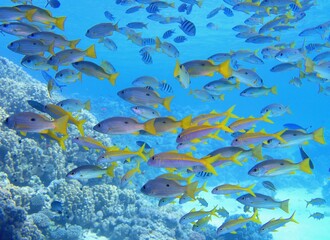 Beautiful shoal of tropical coral reef fish in full diversity