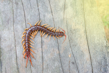 A centipede on a pink background. It is a poisonous animal and has a lot of legs.