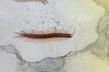 A centipede on a pink background. It is a poisonous animal and has a lot of legs.