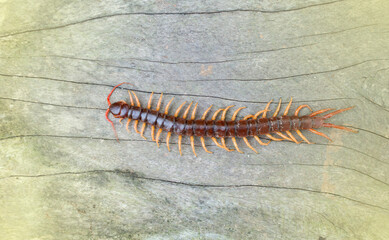 A centipede on a pink background. It is a poisonous animal and has a lot of legs.