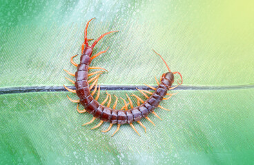 Centipedes are poisonous animals. Able to bite and release poison to enemies, it climbs on the...