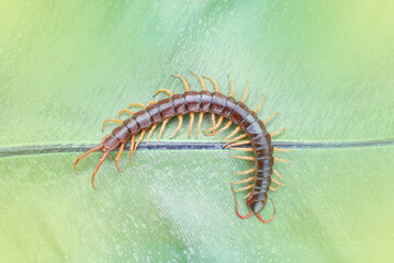 Centipedes are poisonous animals. Able to bite and release poison to enemies, it climbs on the...