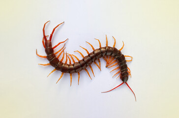 A centipede on a pink background. It is a poisonous animal and has a lot of legs. It's on white background.