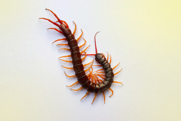 A centipede on a pink background. It is a poisonous animal and has a lot of legs. It's on white background.