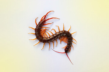 A centipede on a pink background. It is a poisonous animal and has a lot of legs. It's on white background.