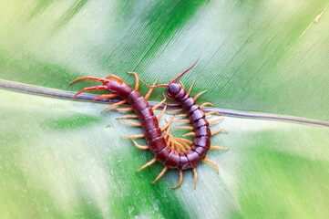 Centipedes are poisonous animals. Able to bite and release poison to enemies, it climbs on the leaves, light fair.