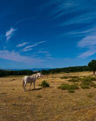 koń zwierze biały niebo chmury łąka  - obrazy, fototapety, plakaty