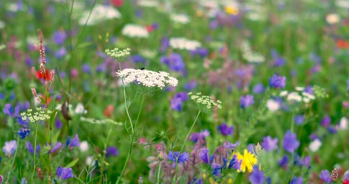4K video nature background of a field of mutli-coloured wild flowers in a gentle breeze in the United Kingdom