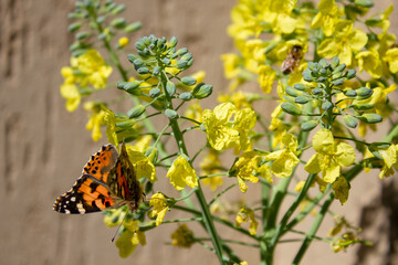 Butterfly on a yellow flower in springtime