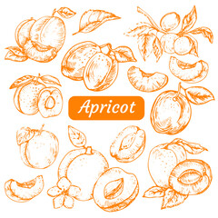 Hand drawn apricot on white background. Isolated vector set of apricot, leaves and apricot branches. Outlines of apricot in sketch and vintage style.