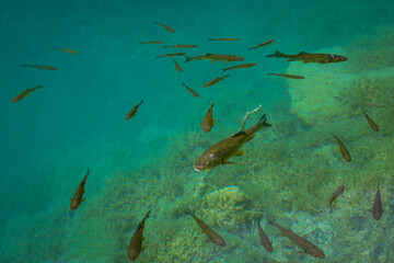 Group of fish waiting to be fed