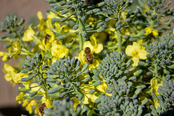 Bee on the yellow flowers  of a broccoli plant.