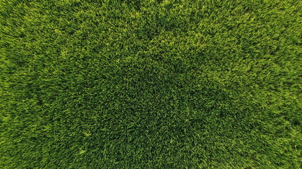 Fototapeta premium views from above the green and grainy fields. Blurred background