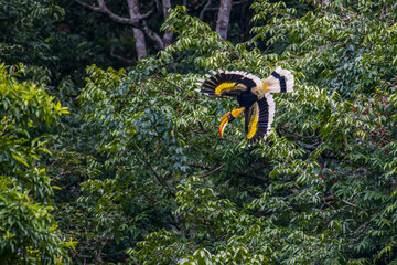 Great Hornbill flying down from the tree. © sunti