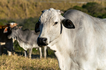 profile of nelore bull from the farm