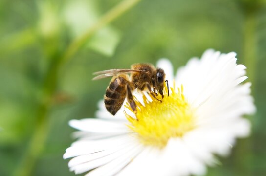 Abeille en action