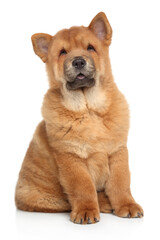 Chow Chow puppy sits on a white background