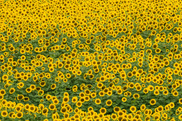Background field with a lot of blooming sunflowers