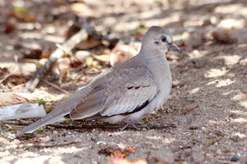 Picui Ground-Dove (Columbina picui) perched on ground