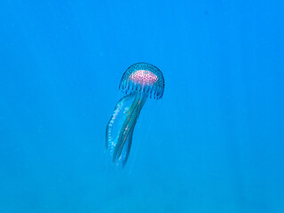 Mauve stinger or purple-striped jelly. Pelagia noctiluca. 