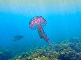Mauve stinger or purple-striped jelly. Pelagia noctiluca. 