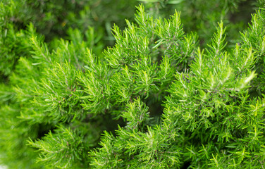 Rosemary. Green natural backgrounds. Rosemary bushes. View from above.