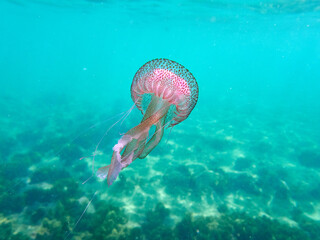 Mauve stinger or purple-striped jelly. Pelagia noctiluca. 