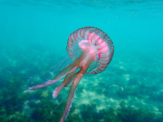 Mauve stinger or purple-striped jelly. Pelagia noctiluca. 