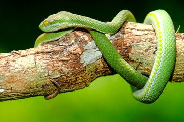 green snake tree python