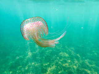 Mauve stinger or purple-striped jelly. Pelagia noctiluca. 