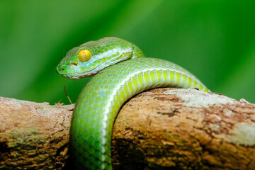 green snake tree python