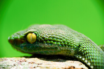 close up of a green snake
