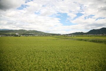 green field and blue sky
