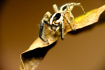spider on a leaf