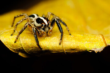 spider on the web