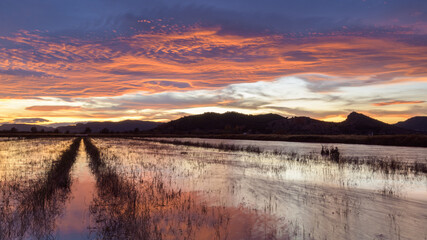 Bello atardecer en los humedales cercanos a la población de La Losa, en la provincia de Castellón. Comunidad Valenciana. España. Europa