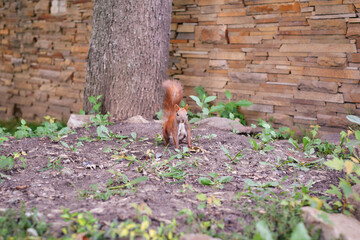 red squirrel tree glade rodent