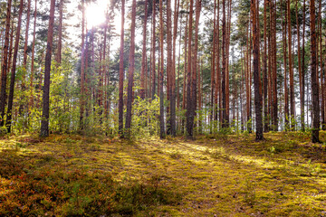 Fototapeta premium Coniferous forest on a sunny summer day with green grass.
