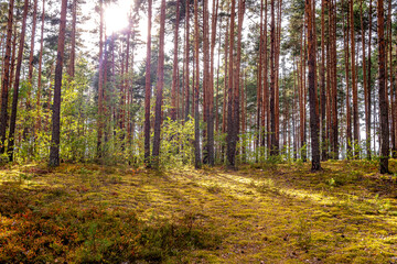 Coniferous forest on a sunny summer day with green grass.