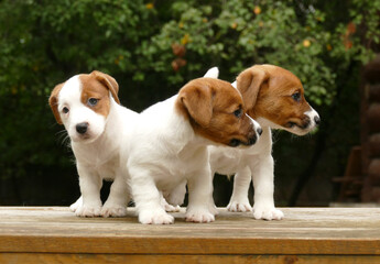 Crowd of jack russell terrier puppies