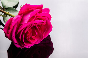 pink rose on black mirror