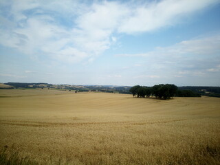 Fototapeta na wymiar wheat field on a summer day