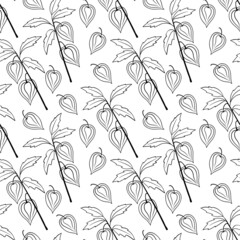 Physalis branches vector set on white background